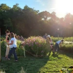 A variety of people enjoying a You-Pick experience at a local farm, picking fresh flowers.