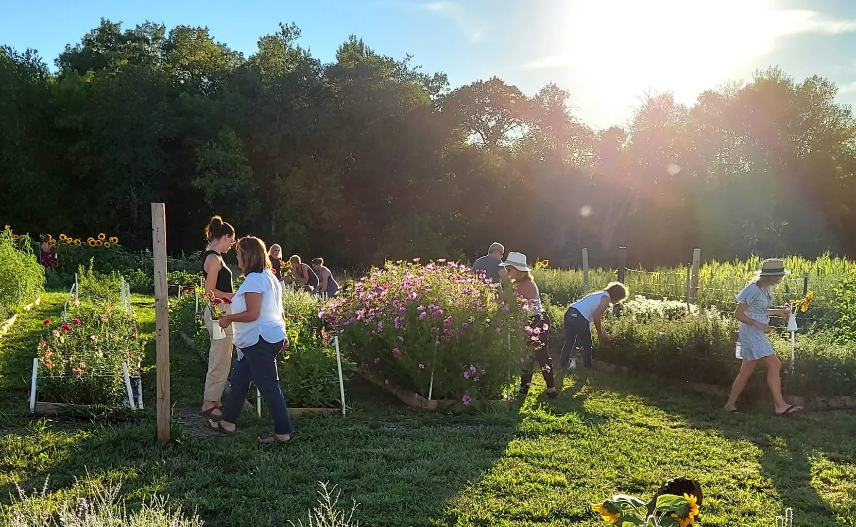 A variety of people enjoying a You-Pick experience at a local farm, picking fresh flowers.