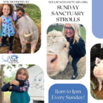 Sunday Sanctuary Strolls flier with pictures of children, pigs, and cows.