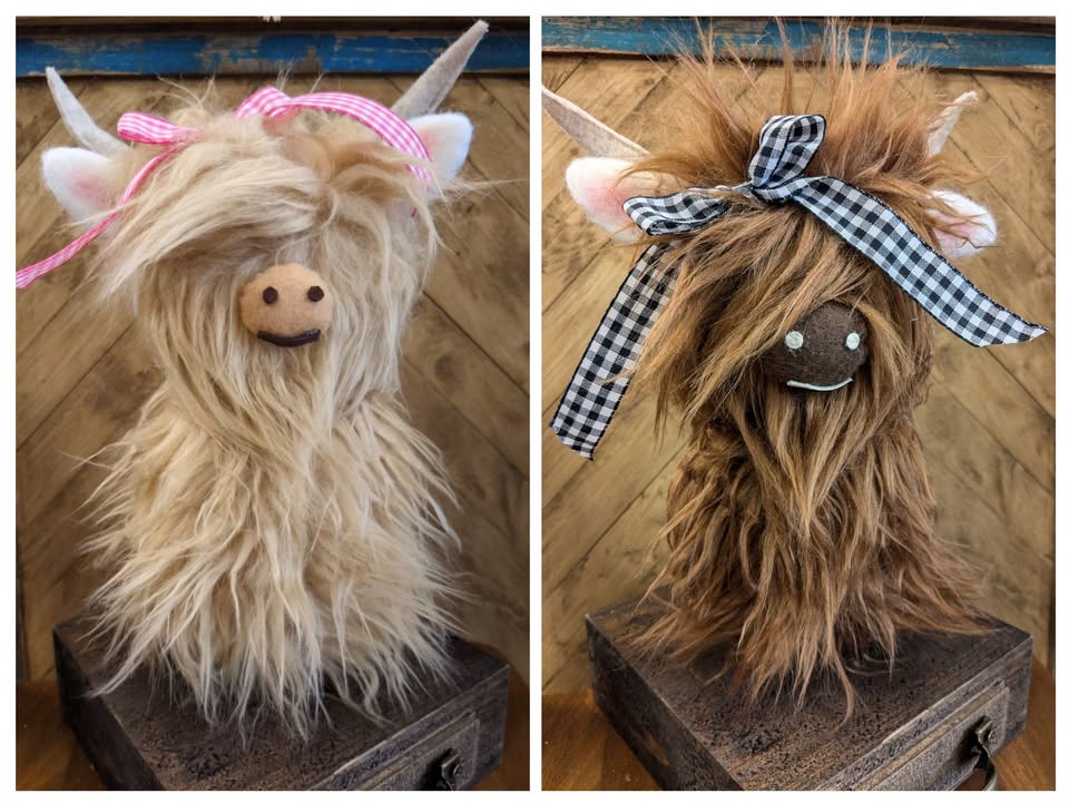 A light brown Highland Cow on the left with a pink bow in his hair, on the right a dark brown Highland Cow with a black bow in its hair.