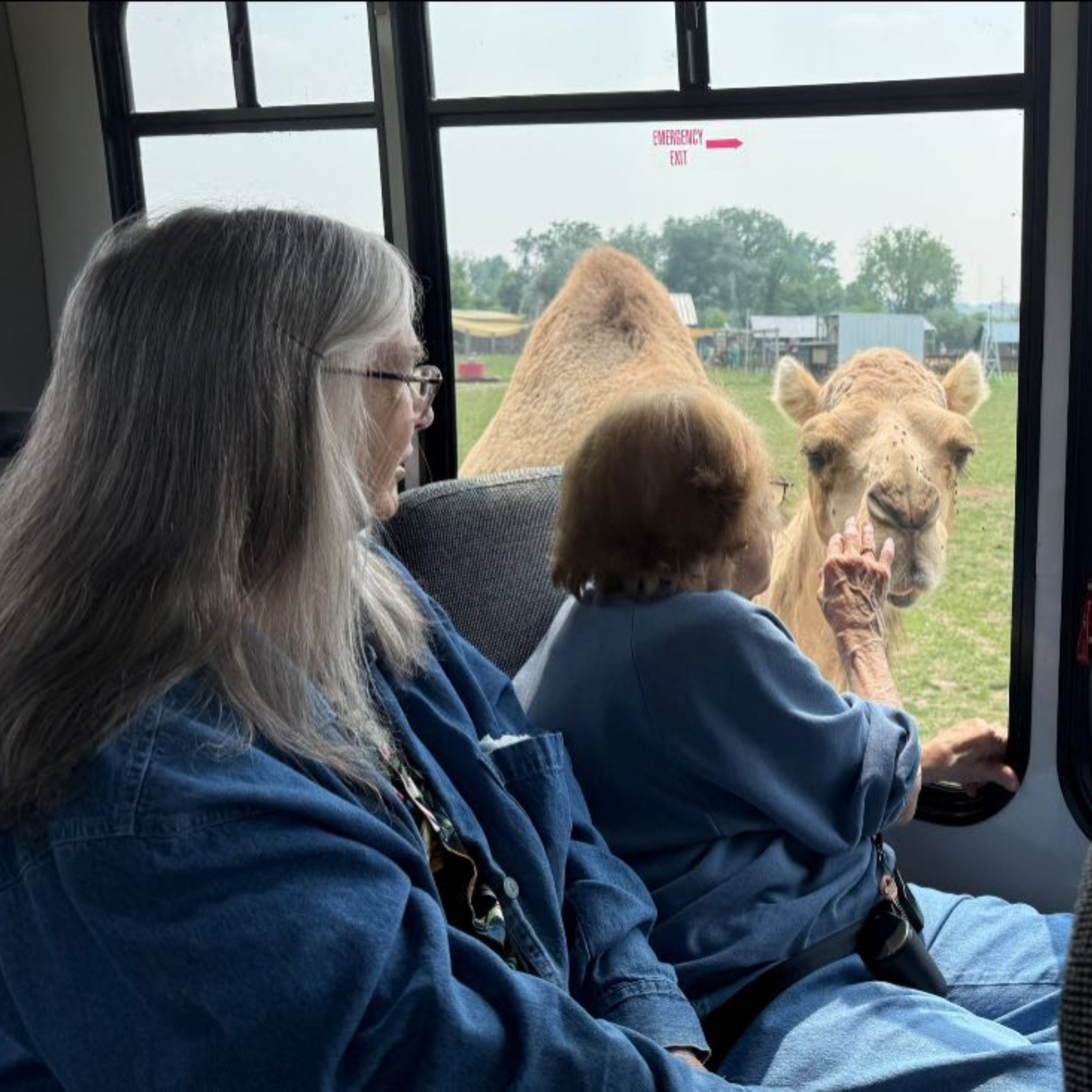 An older woman looking at a camel through a bus window.