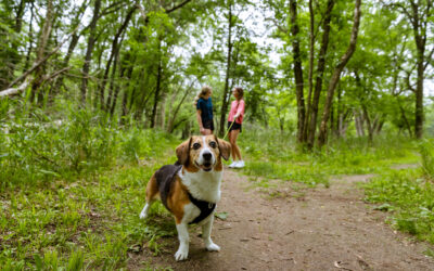 The Ultimate Pet-Friendly Guide to New Richmond: Hotels, Restaurants & Parks