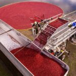 cranberry marsh harvest