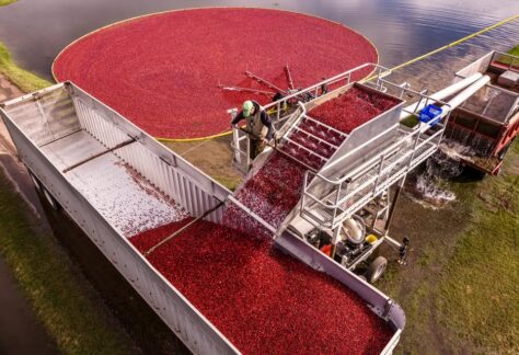 cranberry marsh harvest