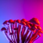 a photo of mushrooms