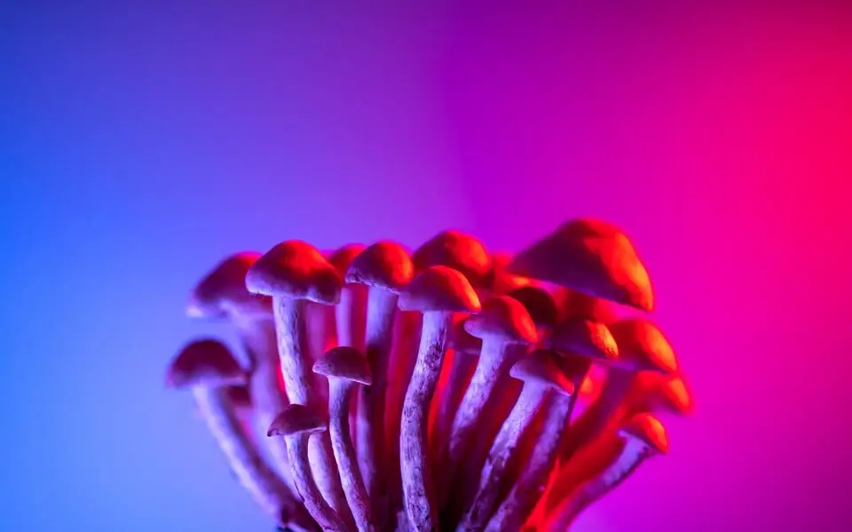 a photo of mushrooms
